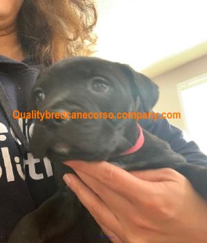 Can cane corso puppies make your health better? see website