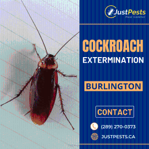 Cockroach Extermination in Burlington, ON