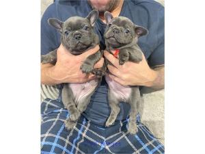 Cute French bulldog puppies available for kids loving homes