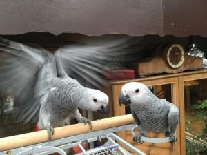 Gigi and Rony female/male African grey parrot for sale