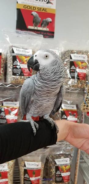 Gigi and Rony female/male African grey parrot for sale