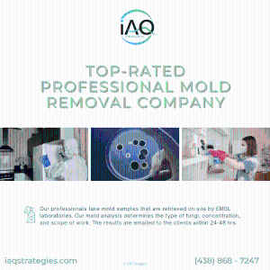 Top Rated Professional Mold Removal Company - IAQ Strategies