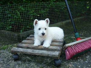 Adorable chiot de type westie