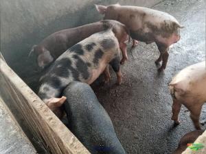 DONATING MY HORSE AND PIGS 
