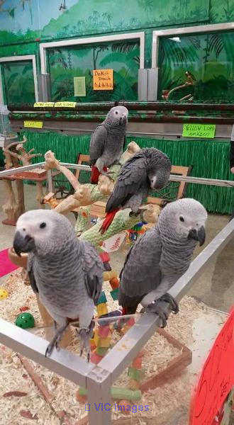 Adorables perroquets gris africains mâles et femelles pour adoption
