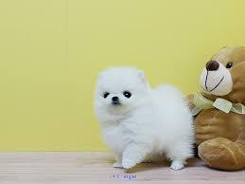 Pedigree Pomeranian Puppies Ready Text Via (719)982-8517