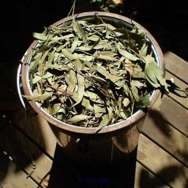 Physic Dazo - A Tradational Healer Worldwide