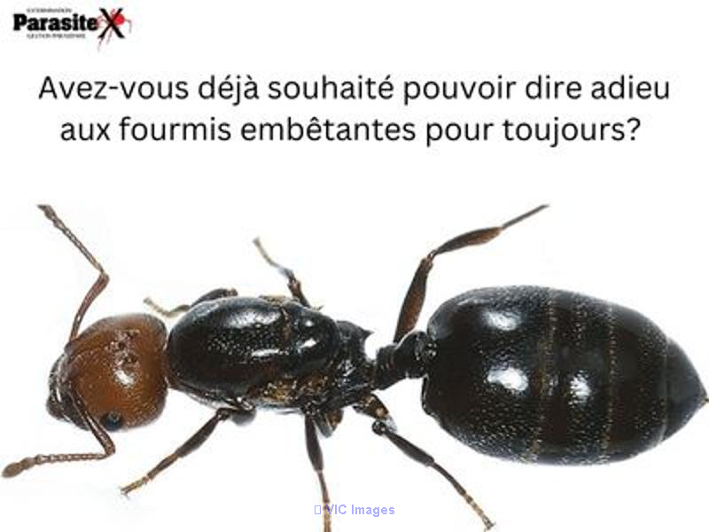 Exterminateur fourmis Gatineau