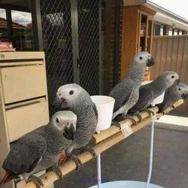PERROQUETS GRIS AFRICAINS DOUX ET AFFECTUEUX À VENDRE