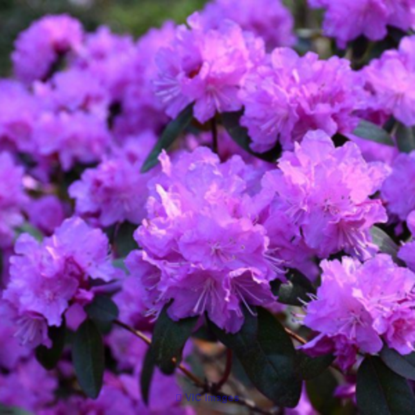 Best wholesale nurseries abbotsford