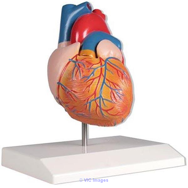 Human Heart Manufacturer, Supplier and Exporter in Ambala