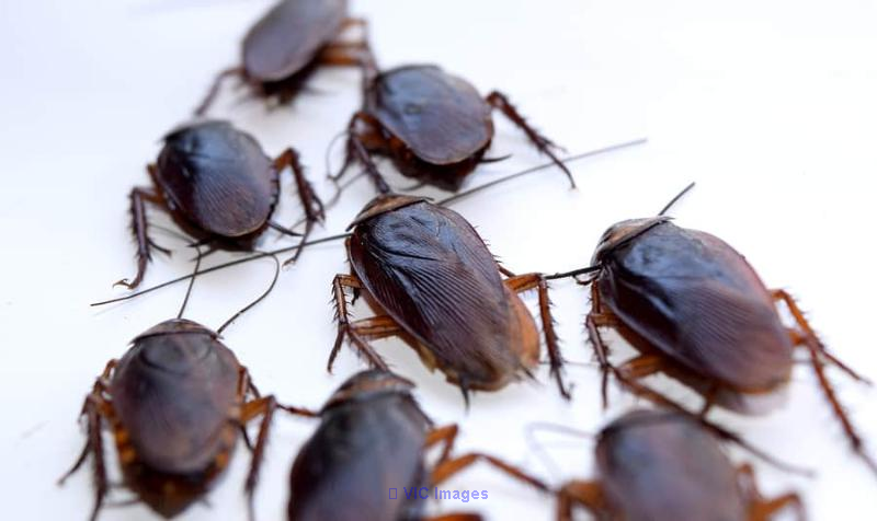 Cockroach Extermination and Control in Hamilton and Guelph