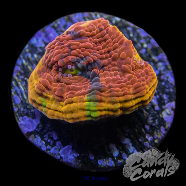 Buy Lps corals online - Candy Corals, Your Trusted Source!
