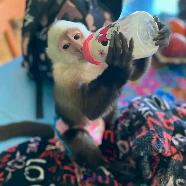 Adorable Bebe Singe Pour Adoption/ Baby Monkey For Adoption