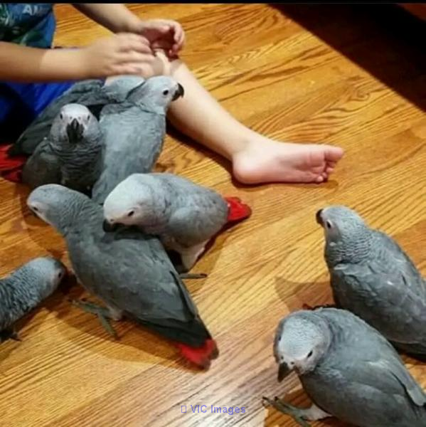 Adorables perroquets gris africains mâles et femelles pour adoption