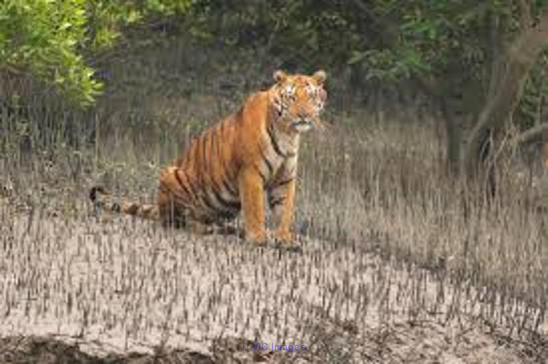 SUNDARBAN TOUR 2 NIGHTS 3 DAYS PACKAGE