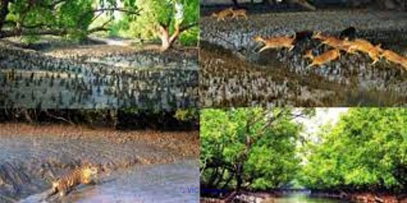 SUNDARBAN TOUR 2 NIGHTS 3 DAYS