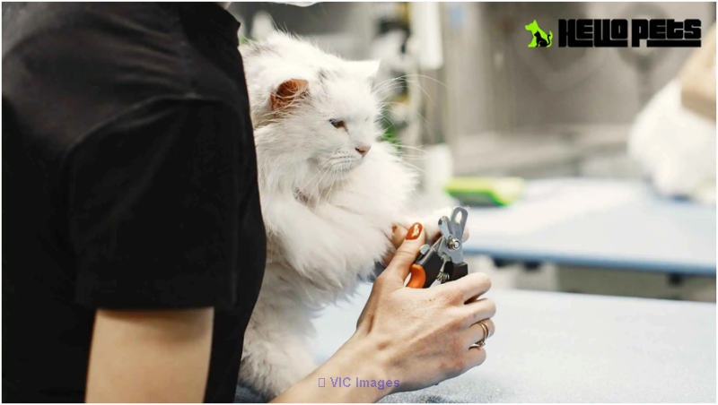Hello Pets Offers the Best Cat Grooming Service in North York