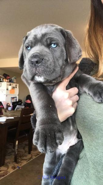 Chiots Cane Corso géants