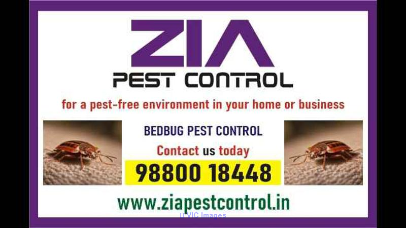 Bedbug Pest Control | Upto 35% Off  | 3075 | effective bedbug treatmen