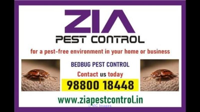 Bed Bug Control | effective bedbug treatments Complete Bangalore | 503