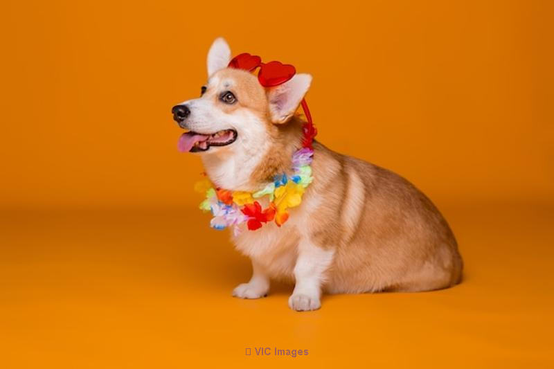 Affordable Costumes for Animals – Dress Up Your Pet Today