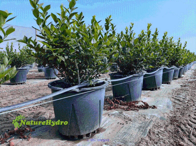 Plastic Berry Grow Pots Wholesale