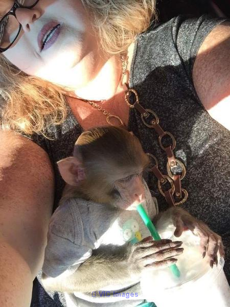 BEBE SINGE DISPONIBLE POUR ADOPTION
