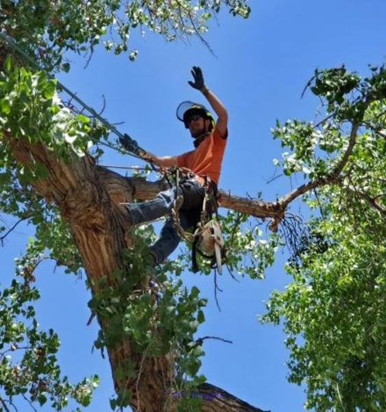Tree Removal Newmarket – Fast, Safe & Affordable Service