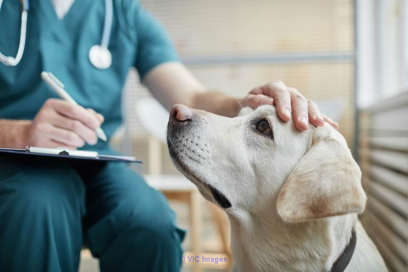 Veterinary Clinic for Sale – South Shore of Montreal