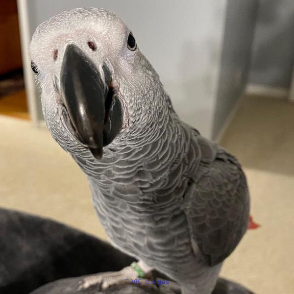 African grey Parrot for sale
