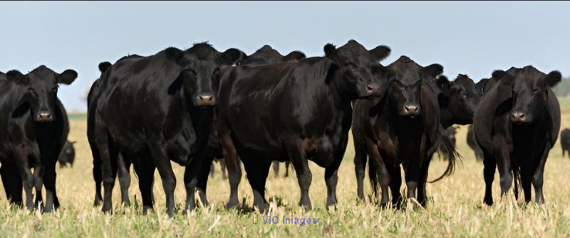 Trusted Cattle Financing Alberta for Livestock Producers 
