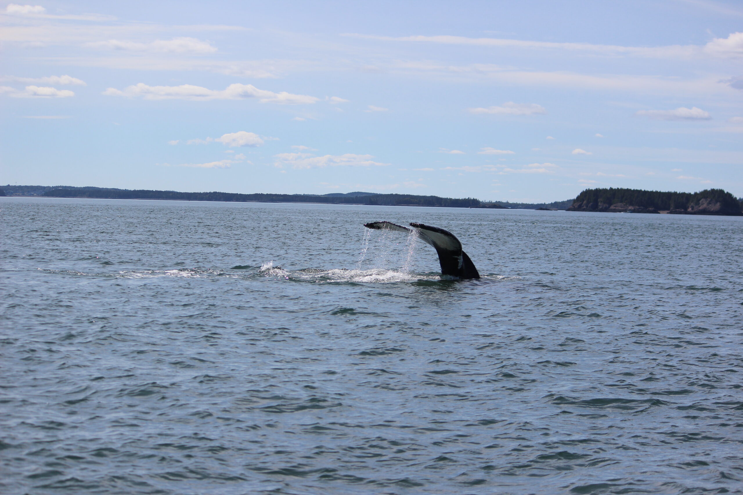 Why Choose West Isles Whale Watching Adventures?