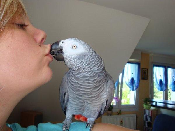 Couple de perroquet gris du Gabon