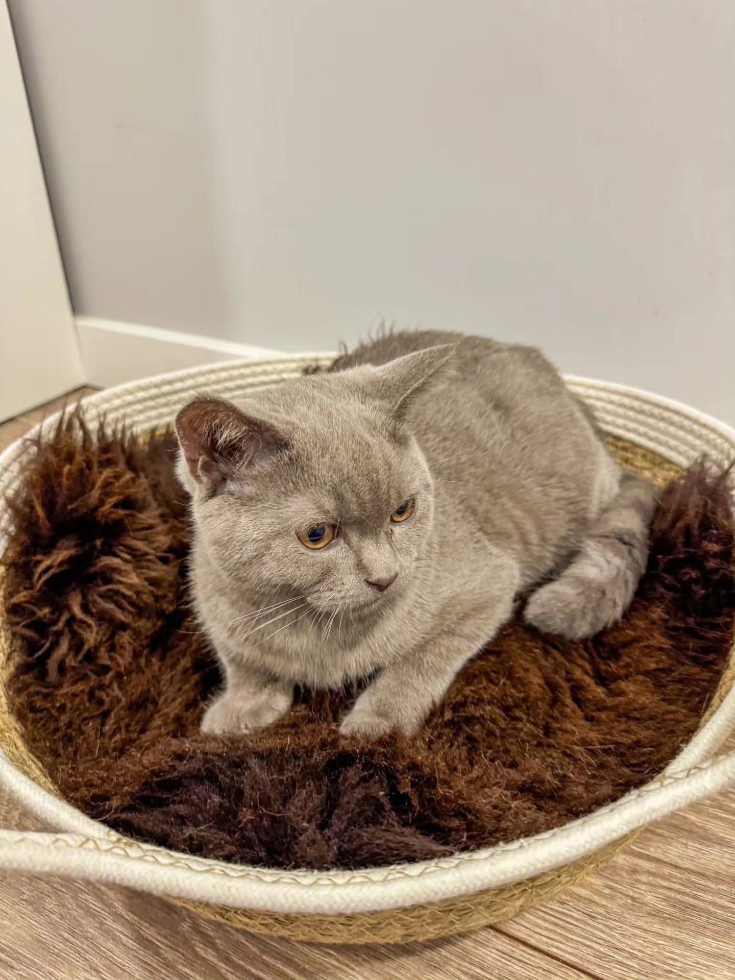 Natural Sheepskin Cat beds 50cm, 70cm, Premium
