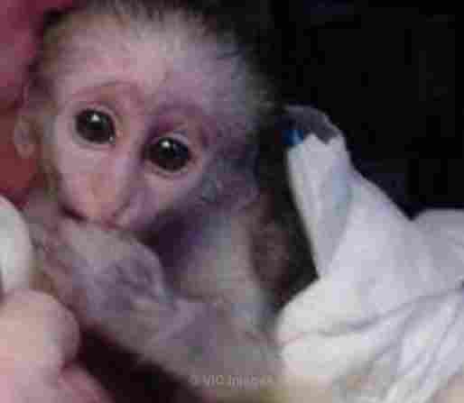 Awasome Registered Capuchins-Male and Female - Photo 1