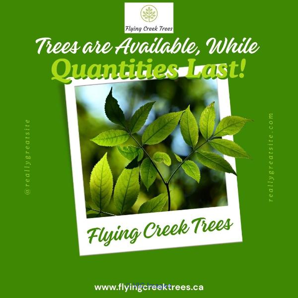 Flying Creek Trees - Photo 2