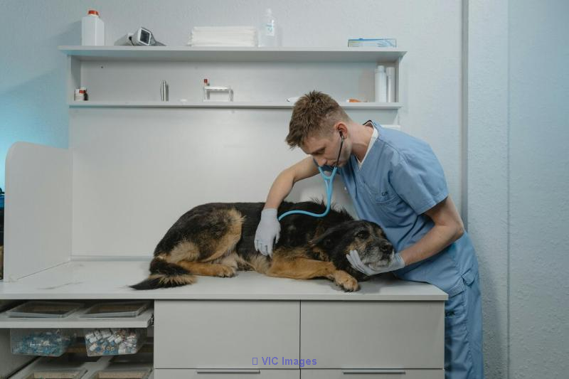 Veterinary clinic with building  located in Estrie
