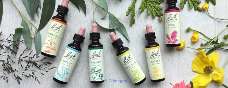 Professional Bach Flower Remedy Consultation  Healing Flower Life - Photo 2
