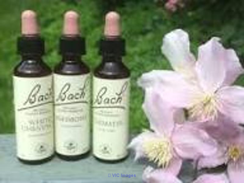 Professional Bach Flower Remedy Consultation  Healing Flower Life - Photo 2